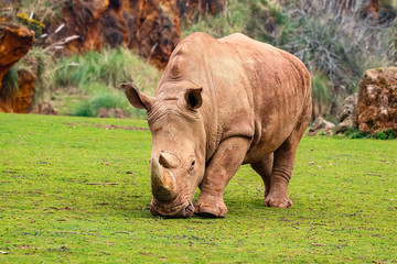 Fototapeta premium White rhinoceros or White Rhino, Ceratotherium simum, with big horn in Cabarceno Natural Park