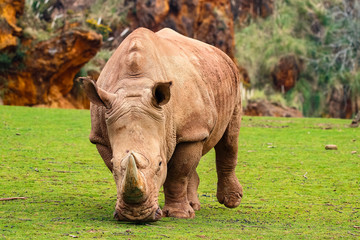 Fototapeta premium White rhinoceros or White Rhino, Ceratotherium simum, with big horn in Cabarceno Natural Park