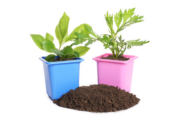 Green plant in a flower pot