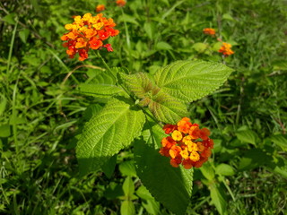 Fresh leaves and flowers in outskirts of Himalayas.