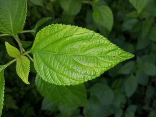 Fresh leaf in outskirts of Himlayas.