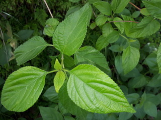Fresh leaves in outskirts of Himalayas.
