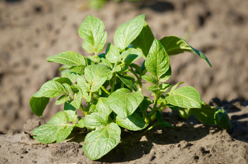Junge Kartoffelpflanze auf dem Feld