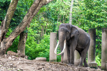 Asian male elephant in a natural forest.