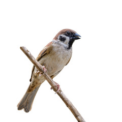 Eurasian Tree Sparrow or Passer montanus, beautiful brown bird isolated eating some food on branch with white background.