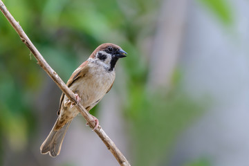 Eurasian Tree Sparrow or Passer montanus, beautiful brown bird eating some food on branch with...