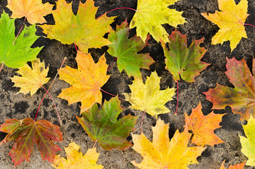 Yellowed maple leaves on the ground