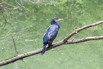 Kormoran - Phalacrocorax carbo - Fischjäger - Vogel des Jahres - Fischer - Angler 