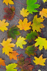 Yellowed maple leaves on the ground