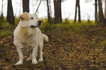 white dog in the autumn coniferous forest