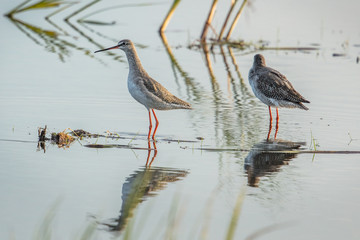 dunkeler wasserläufer