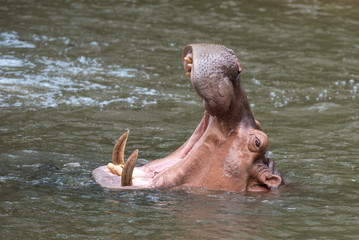 Portrait of a Hippopotamus open mouth on the water.