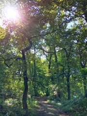 Waldstück Grutholz in Castrop-Rauxel