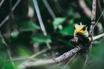 Indian Chameleon or Lizard