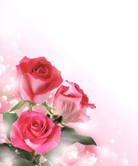 Beautiful background with flowers roses