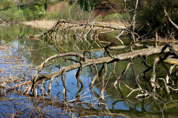 Totholz in altem Flussarm der Aare bei Bern
