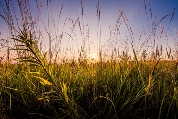 Morning awakening of nature.