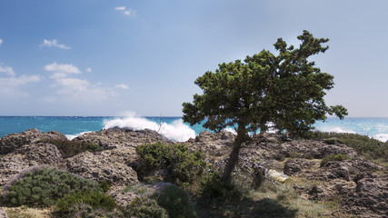 Fototapeta na wymiar Zypresse (Cupressus sempervirens) an der Südküste von Kreta bei Paleochora