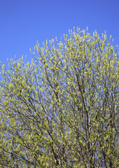 Forest near Toropets. Tver Oblast. Russia