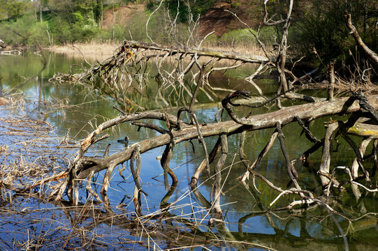 Totholz in altem Flussarm der Aare bei Bern