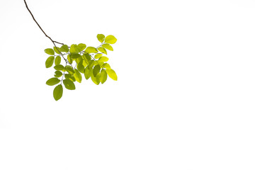 green leaves isolated on white background