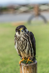Hawk portrait, Bird, Animal