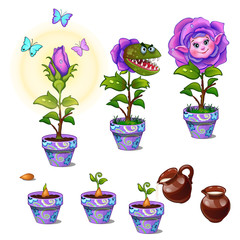 Stages of growth in pot of magical flower with human face. Six phases of plant maturation. Flower predator and cute friendly. Vector image in cartoon style. Illustration isolated on white background