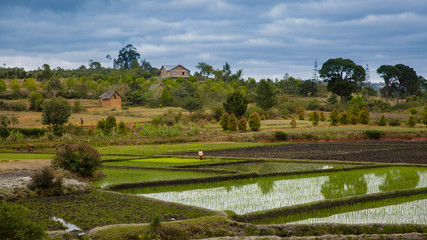 Madagascar, Africa, agricultural landscape with rice fields