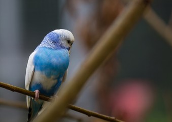 Blue Parakeet is sitting on a perch in summer