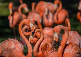 Flamingos in a warm summer light