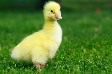 little yellow duckling