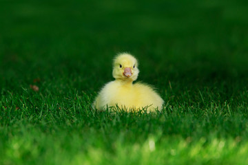 little yellow duckling