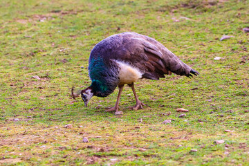 Peacock feeding in a meadow