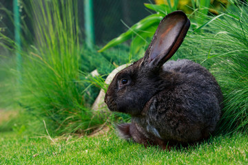 the gray rabbit