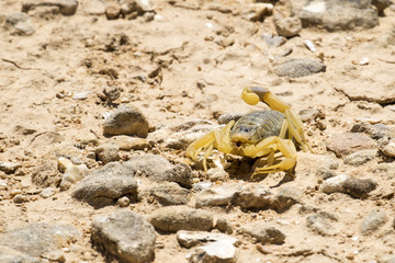 Scorpion deathstalker from the Negev desert seeking refuge (Leiurus quinquestriatus)