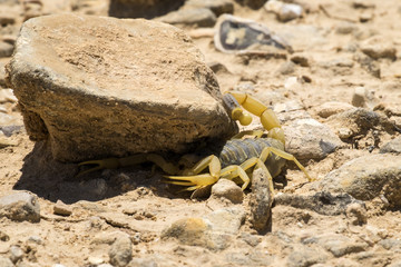 Scorpion deathstalker from the Negev desert seeks shelter under stone (Leiurus quinquestriatus)