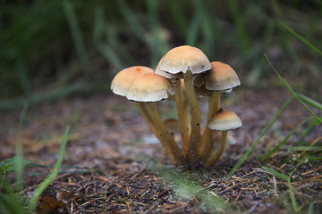 Mushroom in forest