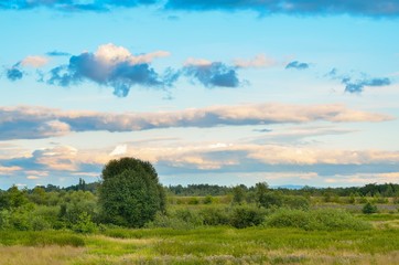Afternoon beautiful summer landscape. Blue sky and green meadows.