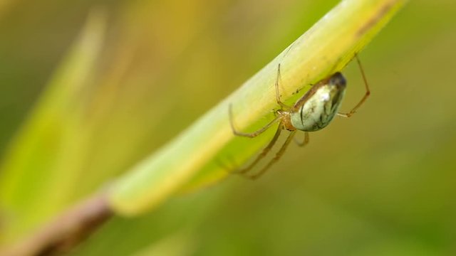 Spider on a green leaf in the early morning
