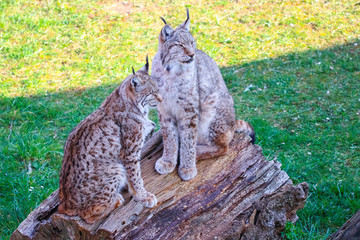 Eurasian lynx or Boreal Lynx  (Lynx lynx),  is a medium-sized cat native to Siberia, Central, East, and Southern Asia, North, Central and Eastern Europe