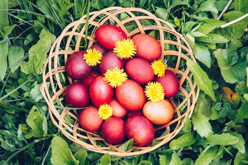 Red easter eggs on the grass with flowers and blowballs, naturally colored easter eggs with onion husks. Happy Easter, Christian religious holiday.