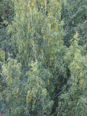 autumn birch