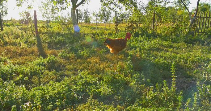 chasing chicken cock outdoor, running following