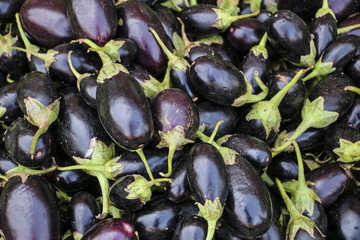 Close-up view group of many eggplants