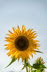 Obraz premium sunflowers with blue sky background