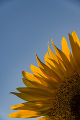 sunflowers with blue sky background