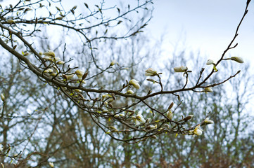 magnolia, spring, branch, white, tree, flower, leaf, leaves, floral, awakening, blossom, springtime