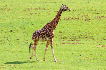 Giraffe (Giraffa camelopardalis)