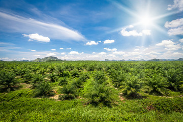 Fresh green palm oil farm plantation against blue sky with white clouds and sun. Thailand, Krabi province. Beautiful nature landscape. Agriculture background