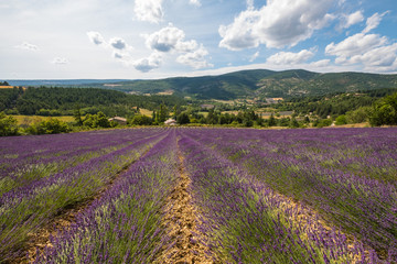 Fototapeta na wymiar Paysa de Provence en été. Pays de Sault. Champ de lavande.